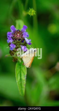 Der Essex-Skipper ein Schmetterling in der Familie Hesperiiiden. Auch bekannt als Europäischer Skipper oder Thymelikus sylvestris Stockfoto