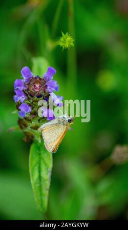 Der Essex-Skipper ein Schmetterling in der Familie Hesperiiiden. Auch bekannt als Europäischer Skipper oder Thymelikus sylvestris Stockfoto