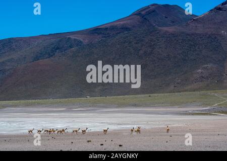 Vicu𠱠 (Vicugna vicugna), der über den kargen Boden in der Nähe der Miscanti-Lagune im Los Flamencos National Reserve in der Nähe von San Pedro de Atacama im Ata verläuft Stockfoto