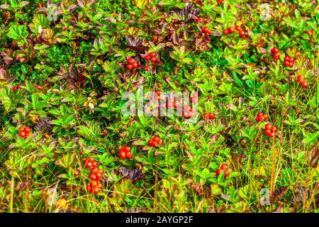 Kissen des Zwergkornells (Cornus suecica) Stockfoto