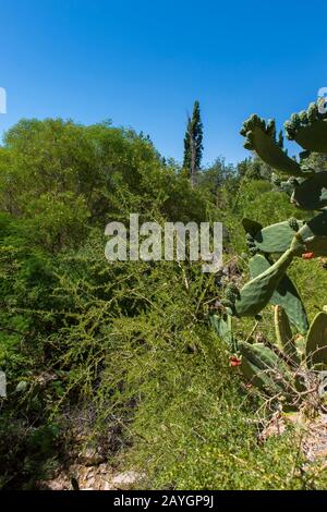 Wegen eines alten Bewässerungssystems können in der Oasenstadt Toconao nahe San Pedro de Atacama in der Atacama grüne Büsche und Bäume wachsen Stockfoto