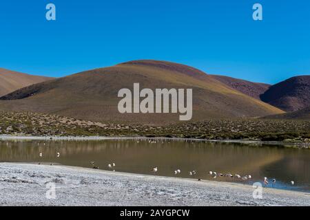 Andenflamingos (Phönicopterus andinus), James-Flamingos (Phönicoparrus jamesi) und chilenische Flamingos (Phönicopterus chilensis) ernähren sich in Lagun Stockfoto