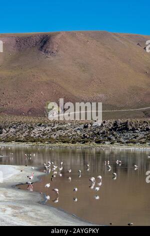 Andenflamingos (Phönicopterus andinus), James-Flamingos (Phönicoparrus jamesi) und chilenische Flamingos (Phönicopterus chilensis) ernähren sich in Lagun Stockfoto