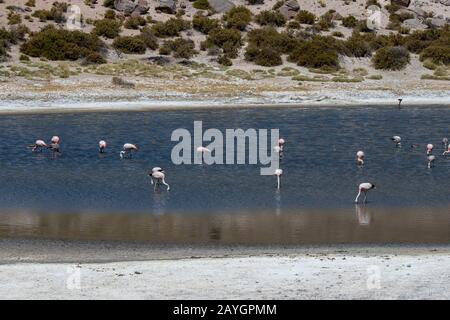 Andenflamingos (Phönicopterus andinus), James-Flamingos (Phönicoparrus jamesi) und chilenische Flamingos (Phönicopterus chilensis) ernähren sich in Lagun Stockfoto