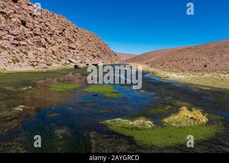 Das Feuchtgebiet des Vado Rio Putana mit einem riesigen Kocher (Fulica gigantea) in der Atacama-Wüste bei San Pedro de Atacama, Nordchile. Stockfoto