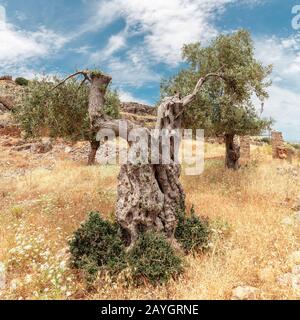Großer Alter Olivenbaum zur Sommerzeit Stockfoto