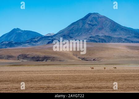 Vicu𠱠 (Vicugna vicugna) durchqueren Sie die karge Landschaft in der Nähe von El Tatio Geysers Geothermie-Becken, San Pedro de Atacama in der Atacama-Wüste, Norther Stockfoto