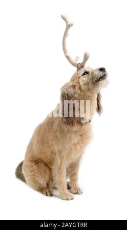 Max. Der Grinchhund Stockfoto