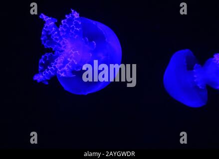 Cannonball Quallen (Stomolophus meleagris), auch als Cabbagehead Quallen bekannt, ist eine Quallenart in der Familie Stomolophidas Stockfoto