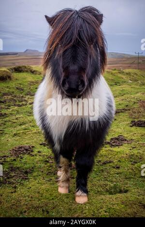 Ein süßes schwarz-weißes Shetland-Pony, das an einem windigen Wintertag in Shetland auf einem Feld steht Stockfoto