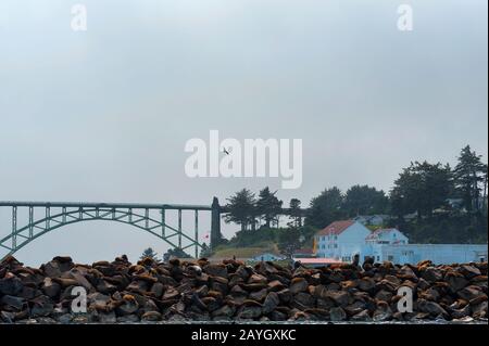 Blick auf die Robben, die auf Felsen in der Nähe des Jachthafens in der Yaquina Bay liegen, mit der Yaquina Bay Bridge im Hintergrund unter bewölktem Himmel. Stockfoto