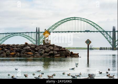 Blick auf die Robben, die auf Felsen in der Nähe des Jachthafens in der Yaquina Bay liegen, mit der Yaquina Bay Bridge im Hintergrund unter bewölktem Himmel. Stockfoto