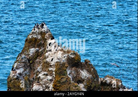 Brandts kormorante Nester von Felsen am Wasserrand in Yaquina Head Outstanding Natural Area in Newport, Oregon Stockfoto