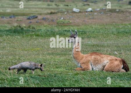 Ein Graufuchs (Urocyon cinereoargenteus), oder Graufuchs, sucht im Gras des Torres del Paine National Park im Süden Chiles mit einem Guanac nach Nahrung Stockfoto