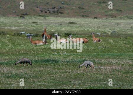 Graufüchse (Urocyon cinereoargenteus) oder Graufuchs, die im Gras des Torres del Paine National Park im Süden Chiles mit Guanacos nach Nahrung suchen Stockfoto