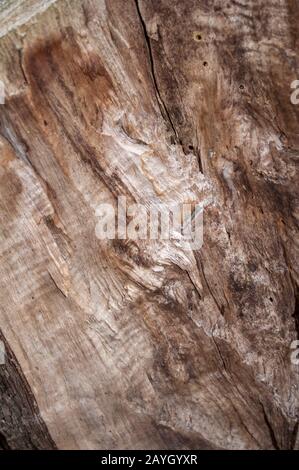 Zerbrochener alter zähflüssiger Baum mit Käfern und Löchern von Käfern, Nahaufnahme fotografiert Hacking Stockfoto