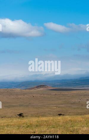 Blick auf die Grasland im Lewa Wildlife Conservancy in Kenia. Stockfoto