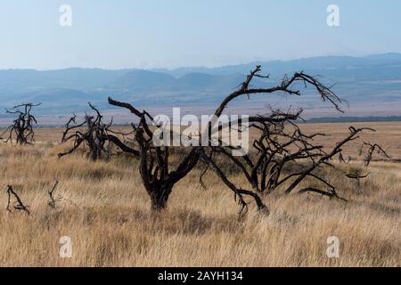 Blick auf das Grasland mit Bäumen, die von Elefanten im Lewa Wildlife Conservancy in Kenia zerstört wurden. Stockfoto