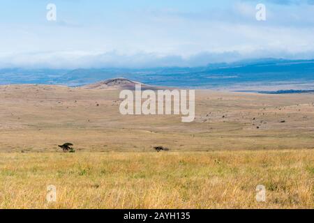 Blick auf die Grasland im Lewa Wildlife Conservancy in Kenia. Stockfoto