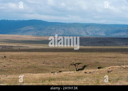 Blick auf die Grasland im Lewa Wildlife Conservancy in Kenia. Stockfoto