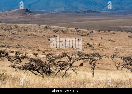 Blick auf das Grasland mit Bäumen, die von Elefanten im Lewa Wildlife Conservancy in Kenia zerstört wurden. Stockfoto