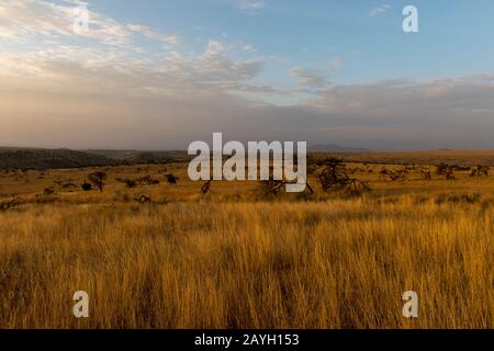 Blick auf das Grasland mit Bäumen, die von Elefanten im Lewa Wildlife Conservancy in Kenia zerstört wurden. Stockfoto