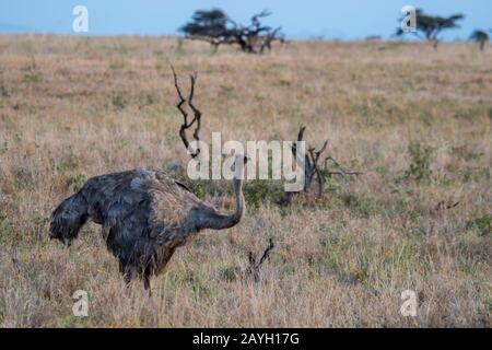 Ein weiblicher Somali-Strauß (Struthio molybdophanes) im Lewa Wildlife Conservancy in Kenia. Stockfoto