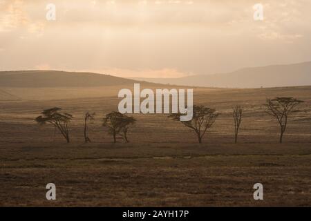 Blick auf das Grasland mit Bäumen bei Sonnenuntergang im Lewa Wildlife Conservancy in Kenia. Stockfoto