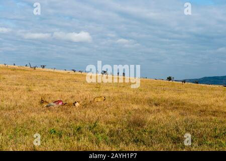 Lions, die sich von einem Eland ernähren, töten in den Grasländern am Lewa Wildlife Conservancy in Kenia. Stockfoto