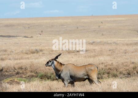 Ein gemeinsames Eland (Taurotragus oryx), auch Südland oder Elandelope genannt, läuft durch die Grasländer an der Lewa Wildlife Conserva Stockfoto