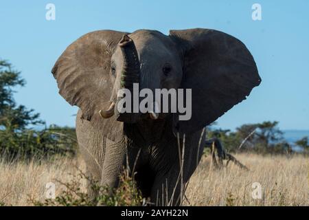 Ein afrikanischer Elefant (Loxodonta africana) am Lewa Wildlife Conservancy in Kenia. Stockfoto