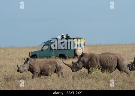 Touristen in Safarifahrzeugen, die die bedrohten weißen Nashörner oder Quadratlippen-Nashörner (Ceratotherium simum) am Lewa Wildlife Conservanc beobachten Stockfoto