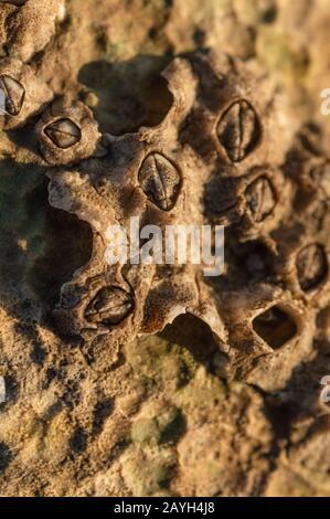 Eine Makro-Nahaufnahme von Barnacles bei North Landing in der Nähe von Flamborough, East Yorkshire, Großbritannien Stockfoto