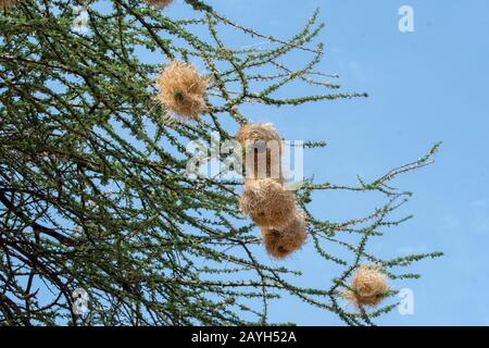 Schwarz gekappte Sozialweber (Pseudonigrita cabanisi) nistet in einem Baum im Samburu National Reserve in Kenia. Stockfoto