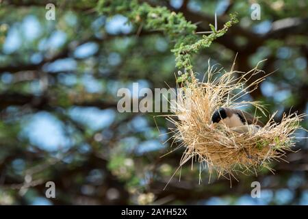 Ein schwarz gekappter Sozialweber (Pseudonigrita cabanisi) webt ein Nest mit Trockenrasen in einem Baum im Samburu National Reserve in Kenia. Stockfoto