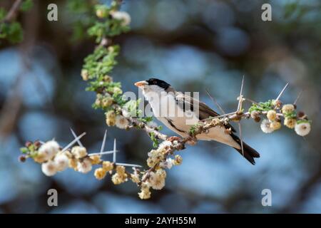 Ein schwarz gekappter Sozialweber (Pseudonigrita cabanisi) in einem Baum im Samburu National Reserve in Kenia. Stockfoto