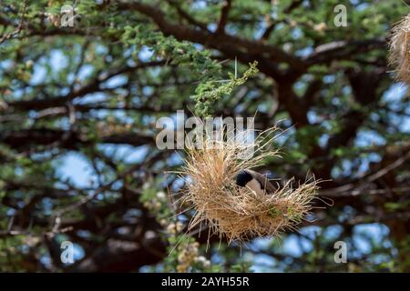 Ein schwarz gekappter Sozialweber (Pseudonigrita cabanisi) webt ein Nest mit Trockenrasen in einem Baum im Samburu National Reserve in Kenia. Stockfoto