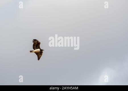 Ein martialischer Adler (Polemaetus bellicosus) auf dem Flug im Samburu National Reserve in Kenia. Stockfoto