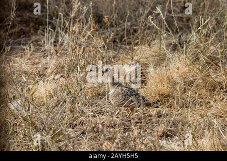 Eine schwarze Sandgrouse (Pterocles decoratus) im Samburu National Reserve in Kenia. Stockfoto