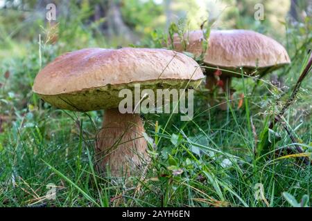 Big Funghi Porcini, leckerbare Weißpilze in wildem Naturwald. Nahaufnahme der Lebensmittel im sonnigen Finnland Stockfoto