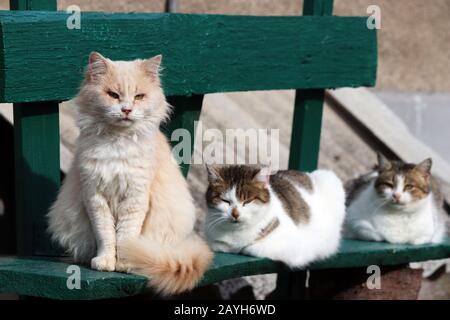 Drei Katzen sitzen auf einer Holzbank. Niedliche Tiere bei sonnigen Wetter, ländliche Szene Stockfoto