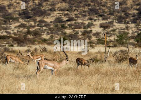 Eine Herde Von Grants Gazellen (Nanger Granti) im Samburu National Reserve in Kenia. Stockfoto