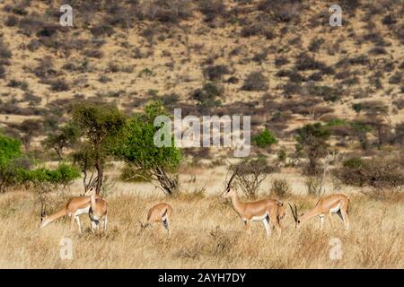 Eine Herde Von Grants Gazellen (Nanger Granti) im Samburu National Reserve in Kenia. Stockfoto