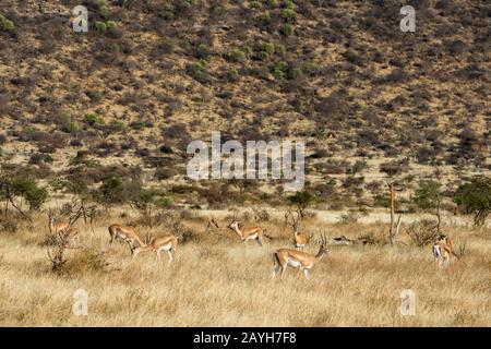 Eine Herde Von Grants Gazellen (Nanger Granti) im Samburu National Reserve in Kenia. Stockfoto