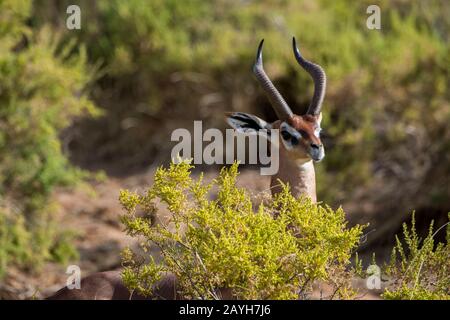 Nahaufnahme eines männlichen Gerenuks (Litocranius walleri) im Samburu National Reserve in Kenia. Stockfoto