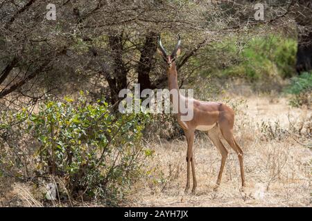 Ein männliches Gerenuk (Litocranius walleri) im Samburu National Reserve in Kenia. Stockfoto