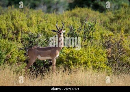 Ein männliches Gerenuk (Litocranius walleri) im Samburu National Reserve in Kenia. Stockfoto