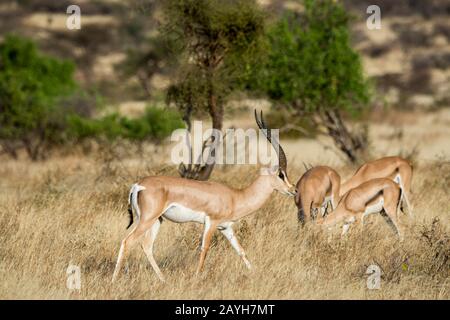 Grants Gazelles (Nanger granti) im Samburu National Reserve in Kenia. Stockfoto