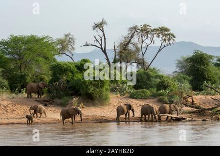 Afrikanische Elefanten (Loxodonta africana) trinken Wasser vom Ewaso Ngiro River im Samburu National Reserve in Kenia. Stockfoto