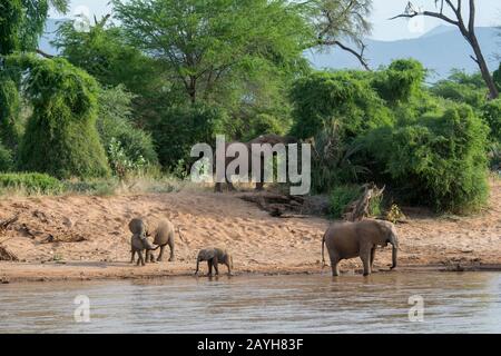 Afrikanische Elefanten (Loxodonta africana) trinken Wasser vom Ewaso Ngiro River im Samburu National Reserve in Kenia. Stockfoto